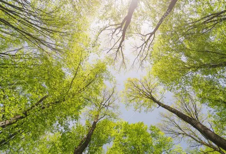 Biomimicry